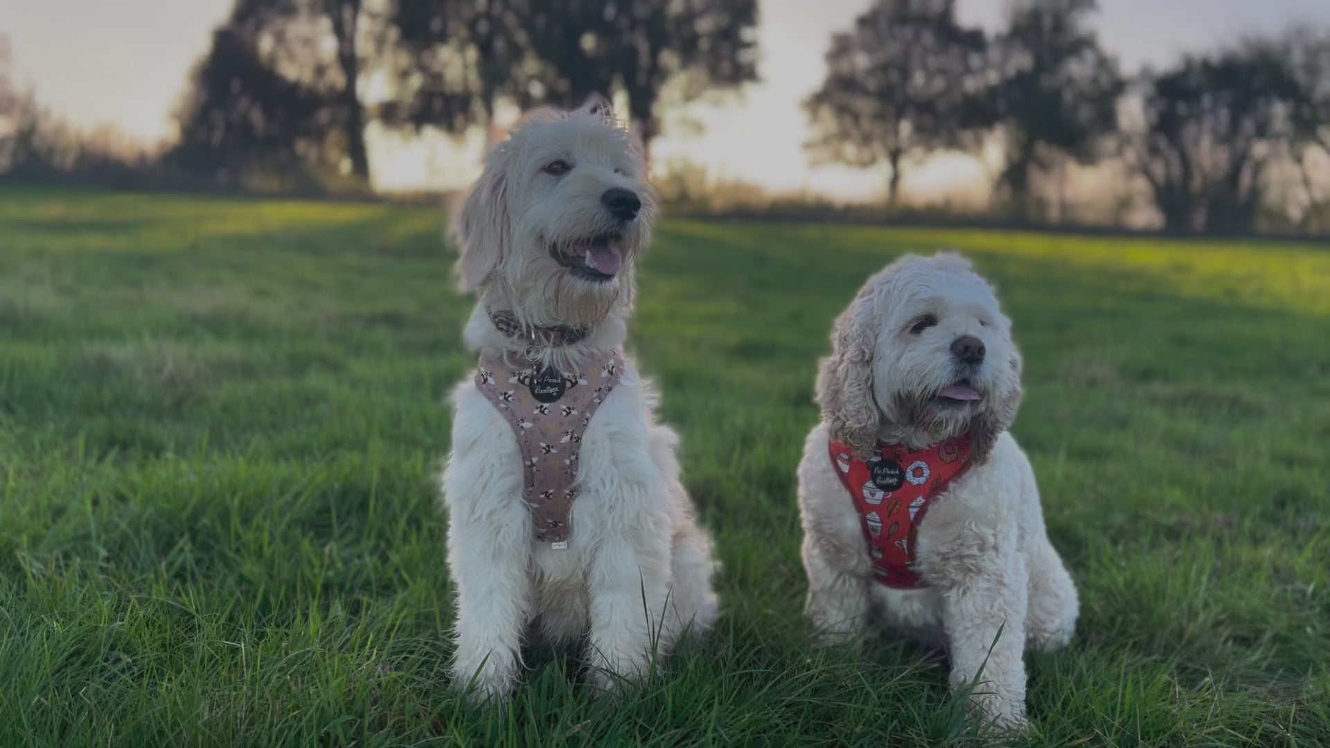 FurriendlyPaws | Furry Friends, Happy Hearts