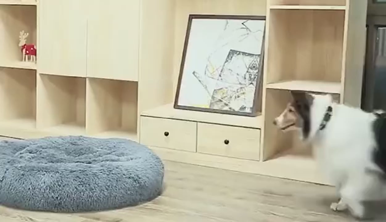 FurriendlyPaws | Furry Friends, Happy Hearts