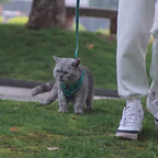 Explore Safely – Escape-Proof Cat Harness & Leash for Outdoor Adventures!