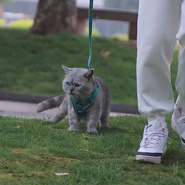 FurriendlyPaws | Furry Friends, Happy Hearts