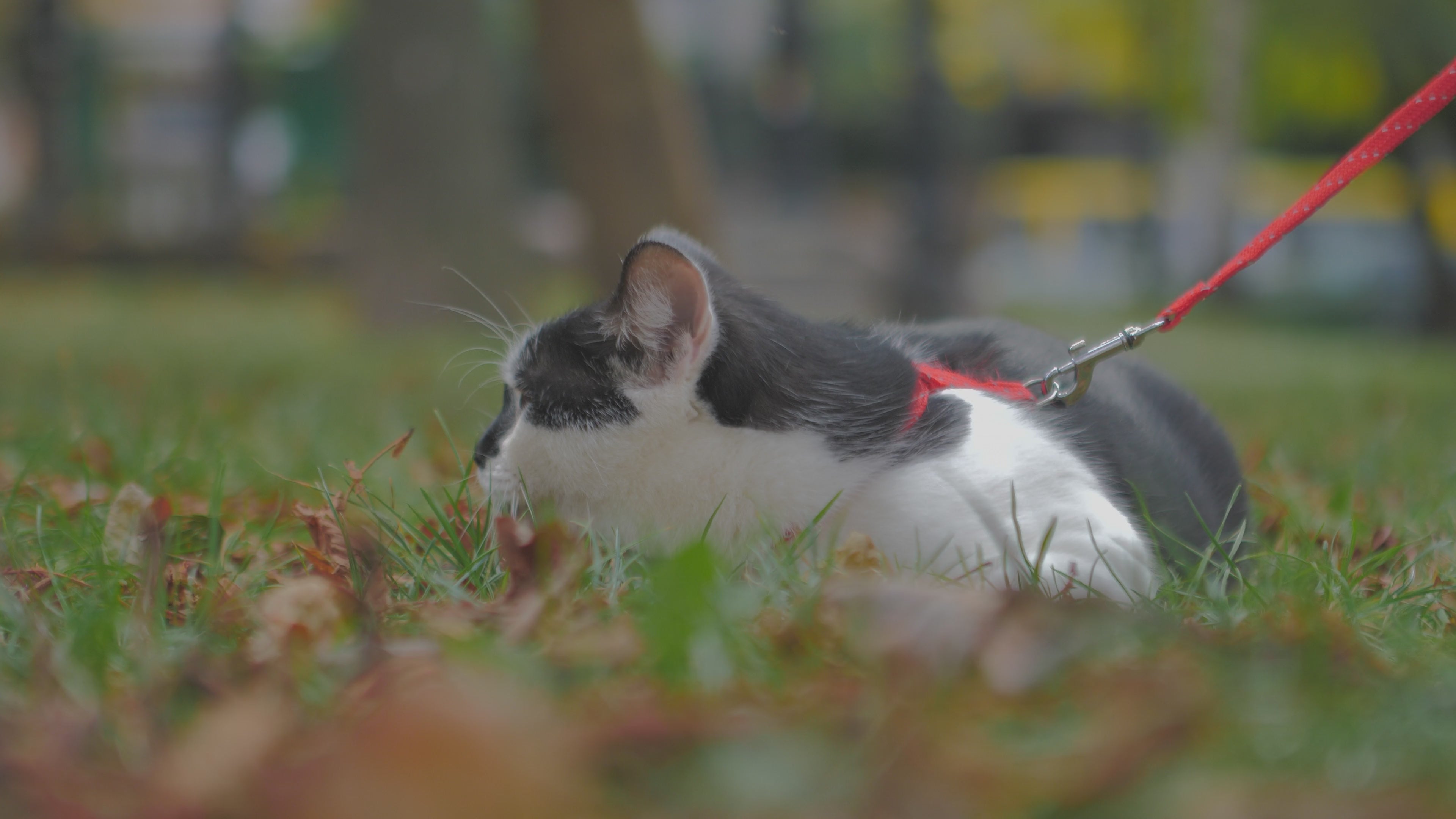 FurriendlyPaws | Furry Friends, Happy Hearts