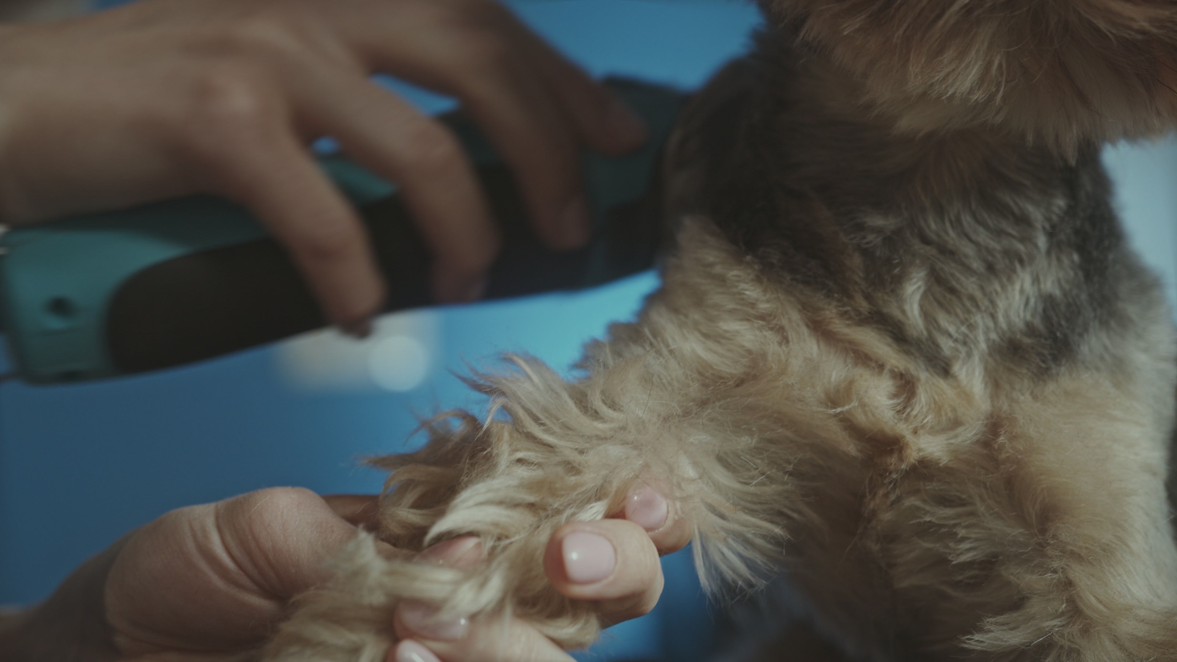 FurriendlyPaws | Furry Friends, Happy Hearts