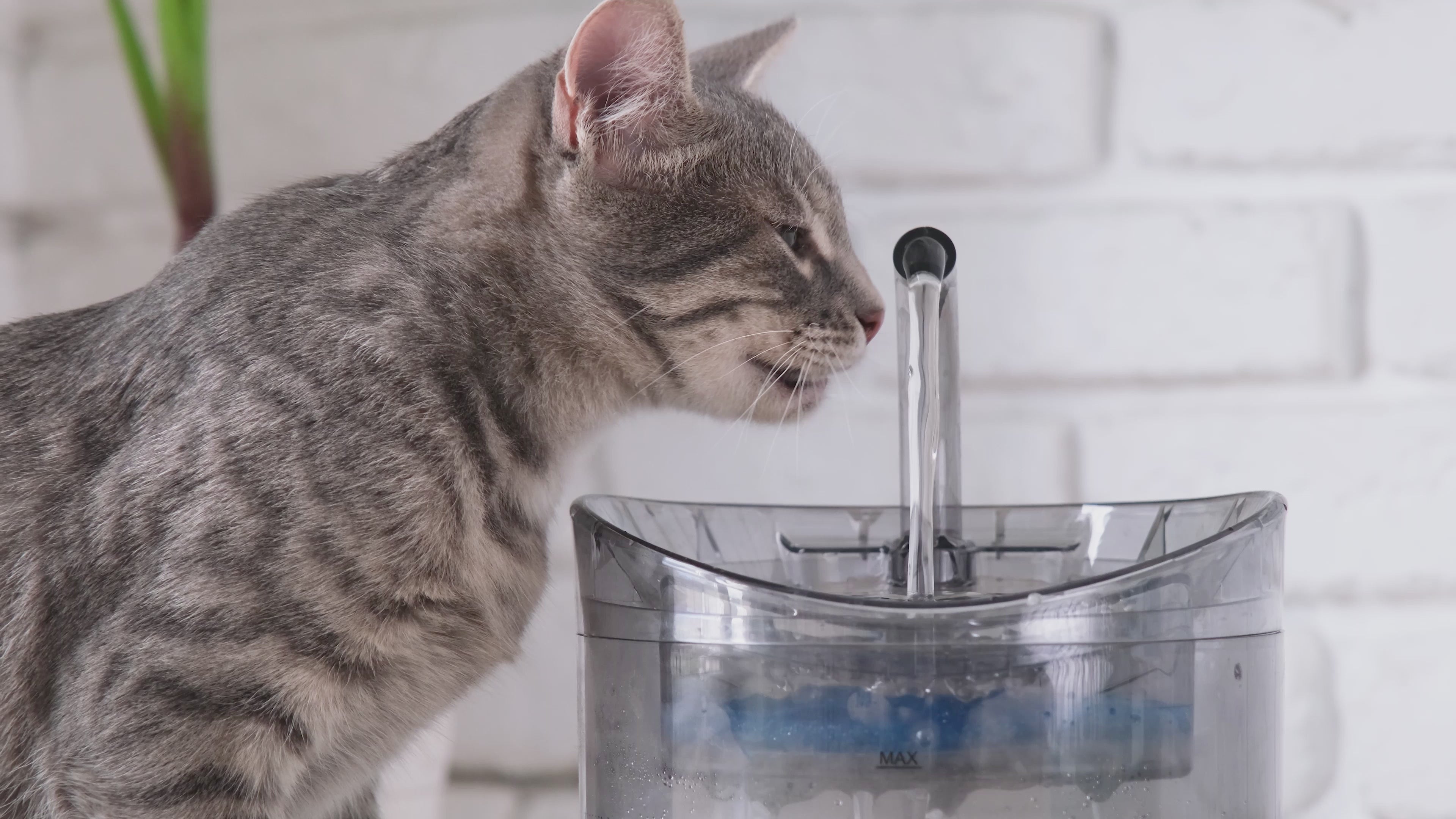 FurriendlyPaws | Furry Friends, Happy Hearts