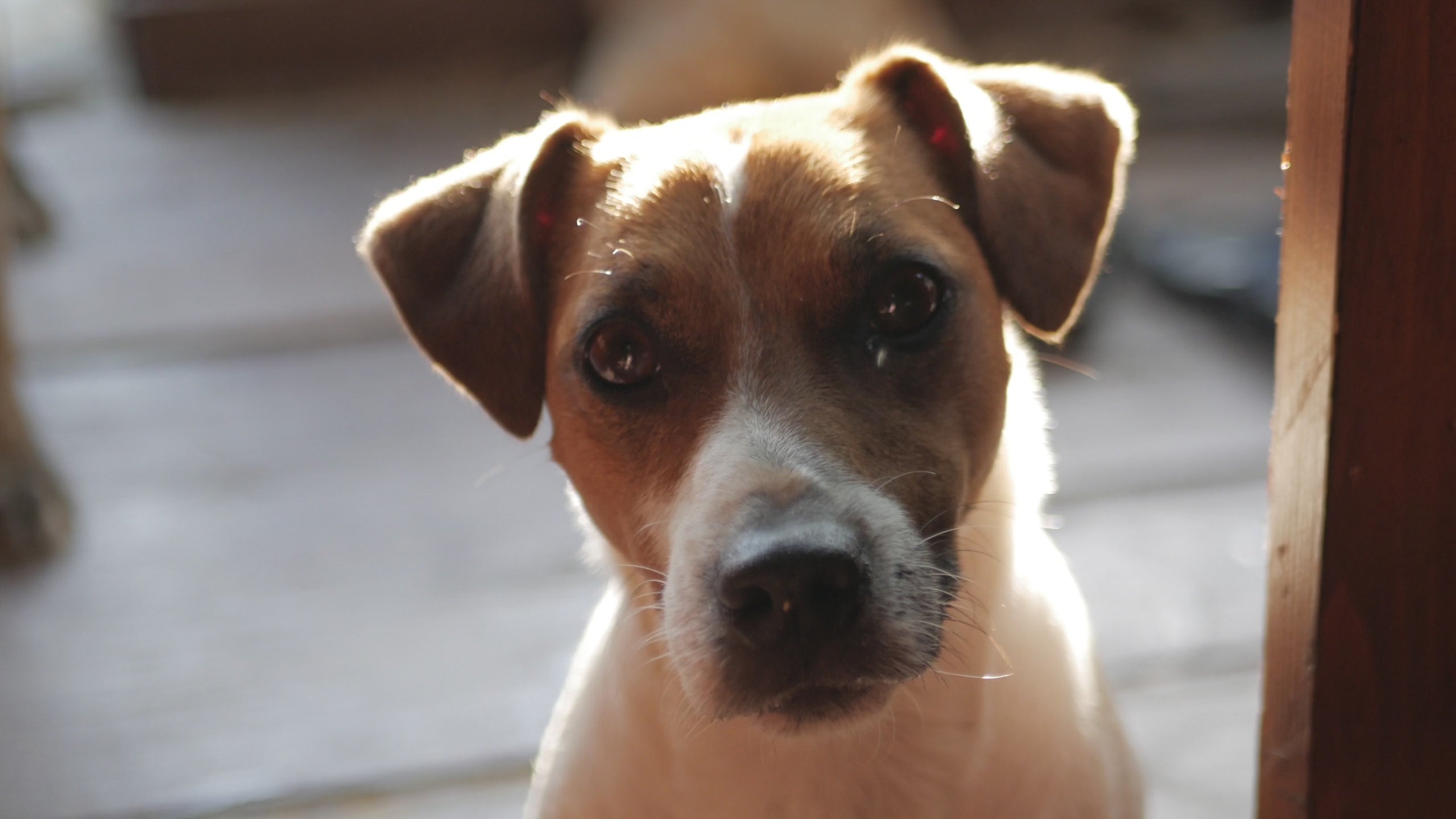 FurriendlyPaws | Furry Friends, Happy Hearts