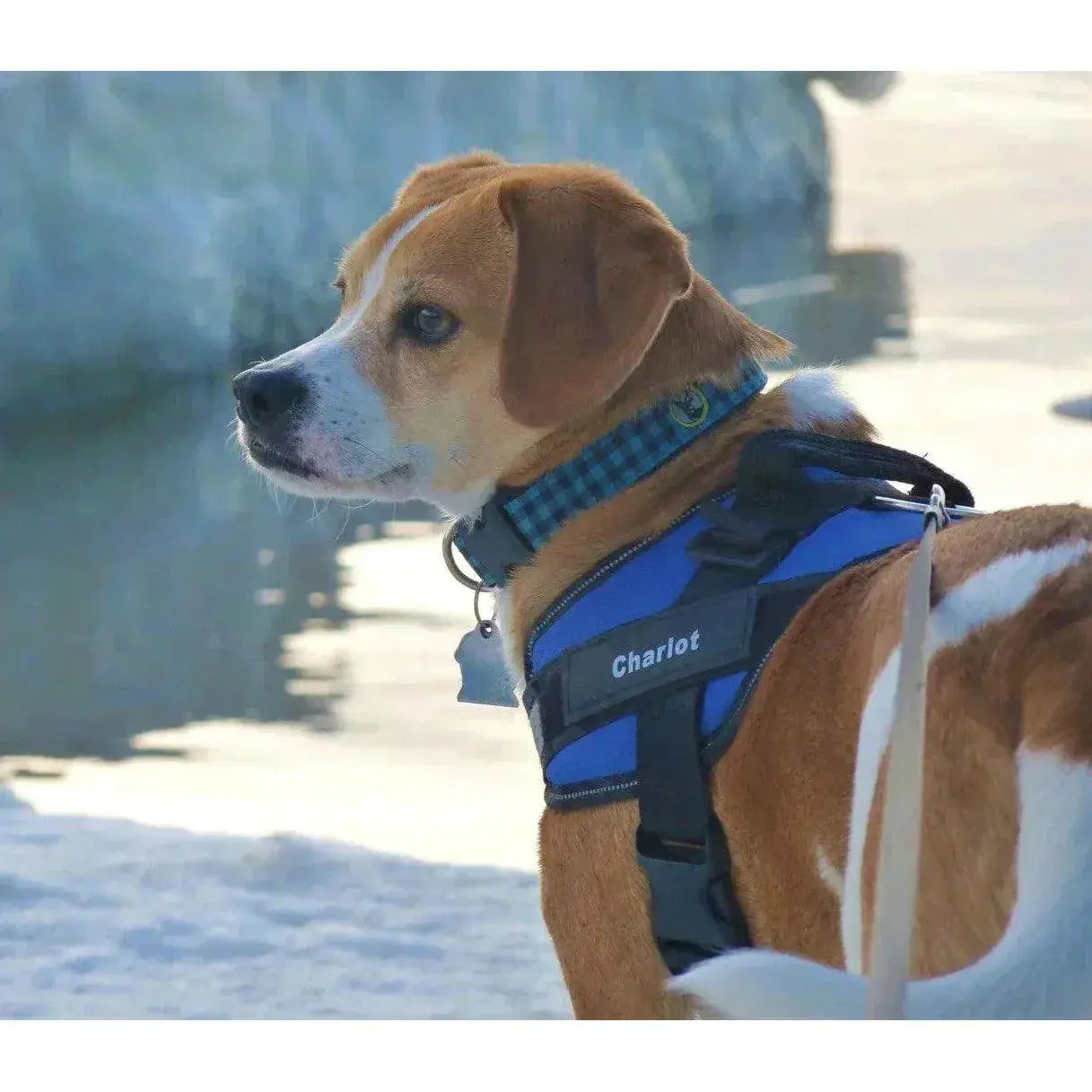 Custom ID Dog Harness.3. - FurriendlyPaws | Furry Friends, Happy Hearts